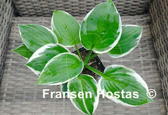 Hosta Zonda